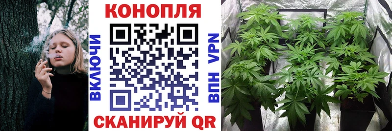 МАРИХУАНА сатива Ростов